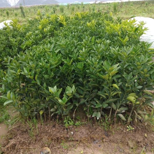 荔浦市夏橙树苗 嫁接苗 0.5~1米 