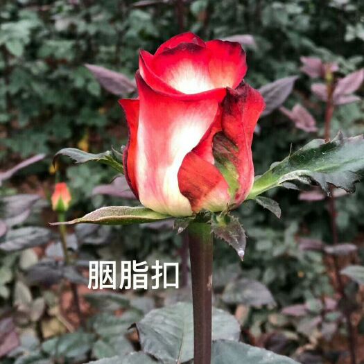 昆明玫瑰 