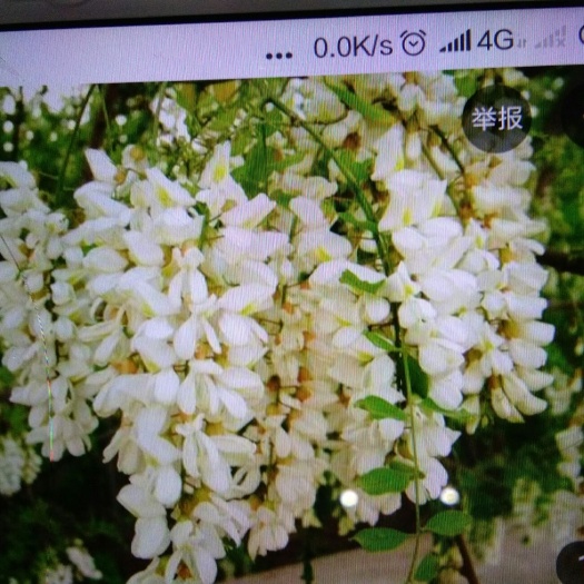 临泉县槐树花 鲜货 