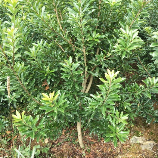 靖州县南方杨梅 大黑炭杨梅苗