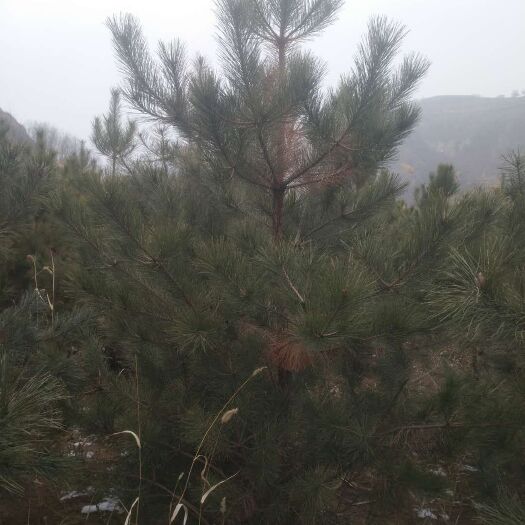镇原县山地油松 2~2.5米