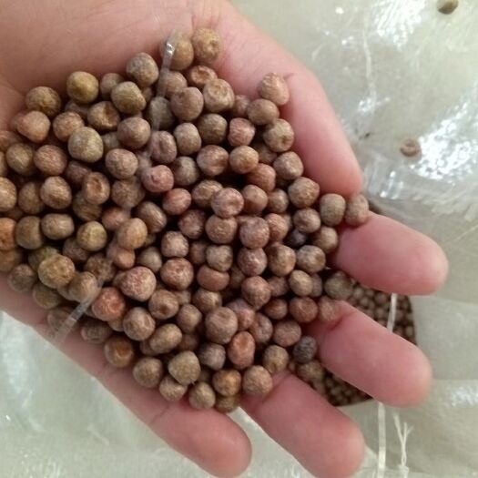 菏泽麻豌豆 芽苗菜种子专用