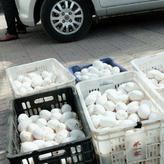 枣强县鲜鹅蛋 食用 散装 