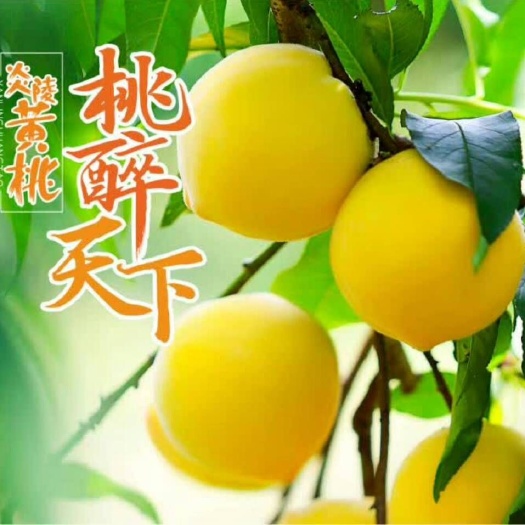 炎陵县锦绣黄桃 55mm以上 4两以上