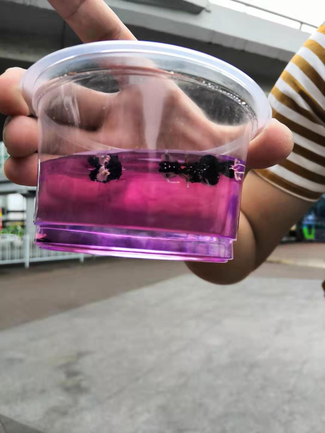 黑枸杞 一级 