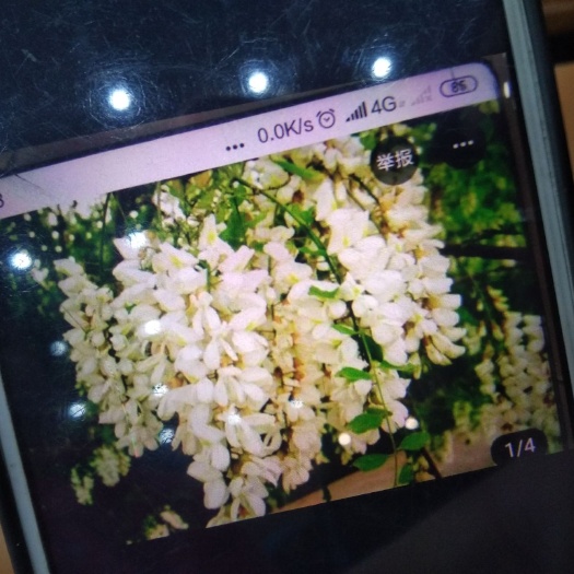 临泉县槐树花 干货 
