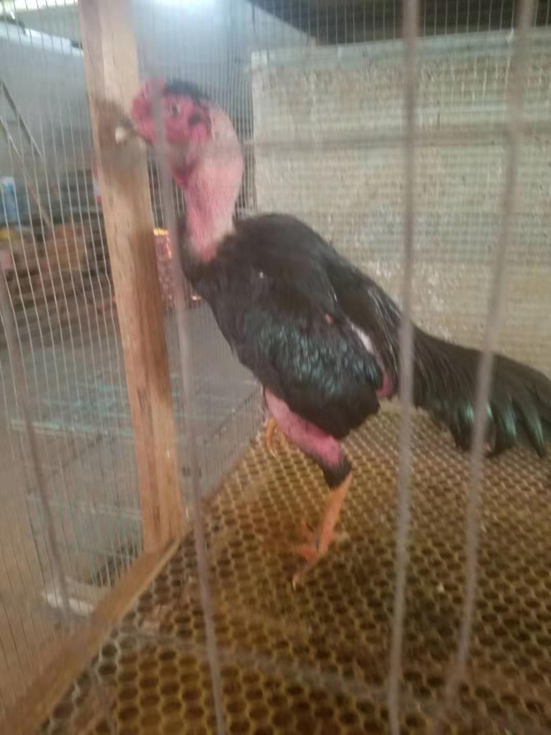  斗鸡苗