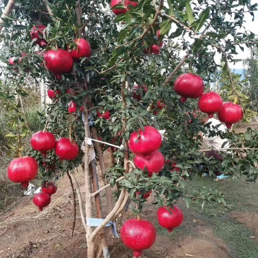 荥阳市红如意软籽石榴树苗  （过节选用品种）老兵红霸天软籽石榴树苗