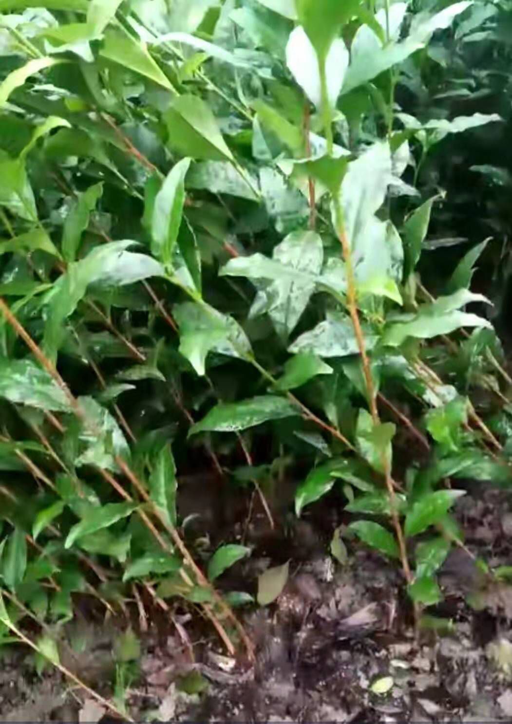 福云6号茶树苗 独本苗 0.5米以下