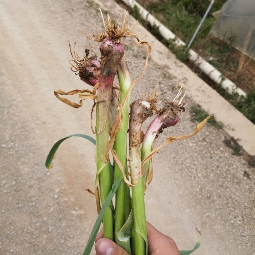 威宁县红根蒜苗 70 - 80cm 