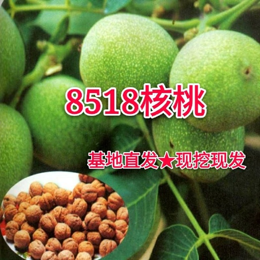 平邑县8518核桃苗 
