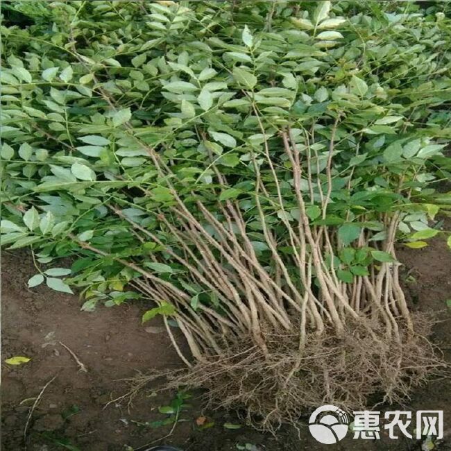 一年花椒苗，无刺花椒苗，大红袍花椒苗