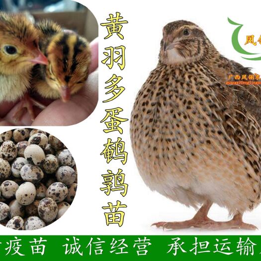 南宁鹌鹑苗 黄羽多蛋