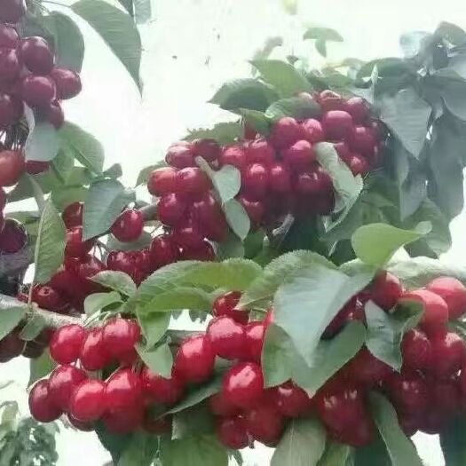 绛县甜樱桃苗  樱桃苗 优质高产樱桃苗 矮化樱桃苗 高成活率樱桃