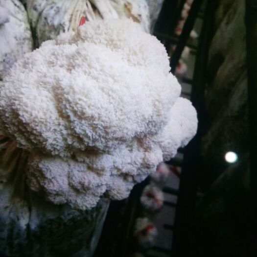 魏县短刺猴头菇 3cm~6cm 鲜猴头菇 