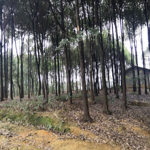 绵阳小叶樟 