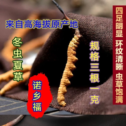西宁冬虫夏草 西藏那曲纯规格3根一克  质量保证  假一赔 包邮