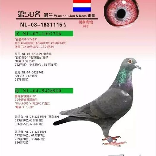 涟水县信鸽  多数都是打完比赛的