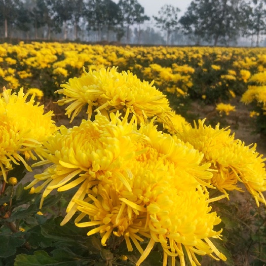 太康县金丝皇菊苗  金丝黄菊苗 金丝皇菊婺源皇菊