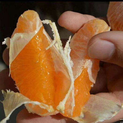 汉源县 汉源黄果柑