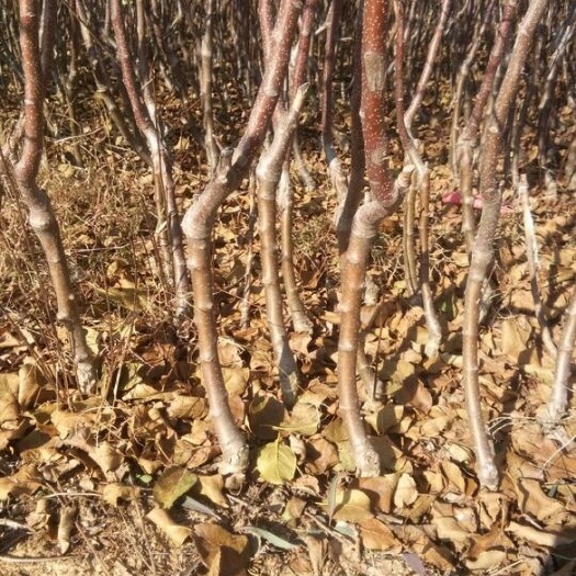 烟台红富士苹果苗 二次嫁接烟富8苹果苗