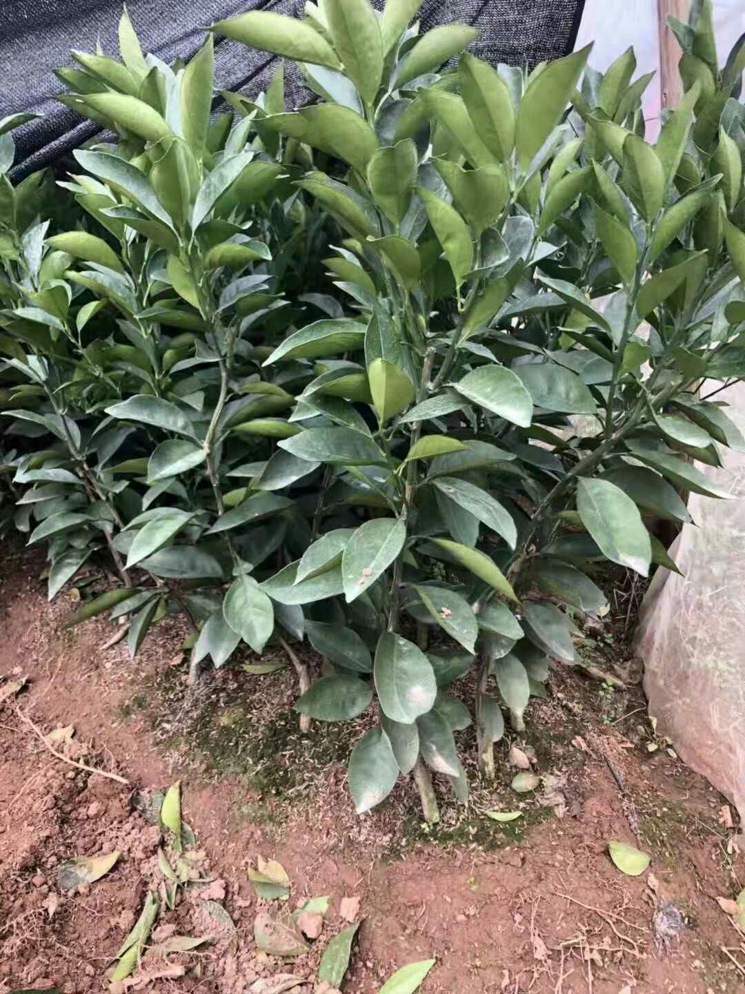 奉节脐橙苗  嫁接苗 0.5~1米 赣南纽荷尔脐橙苗