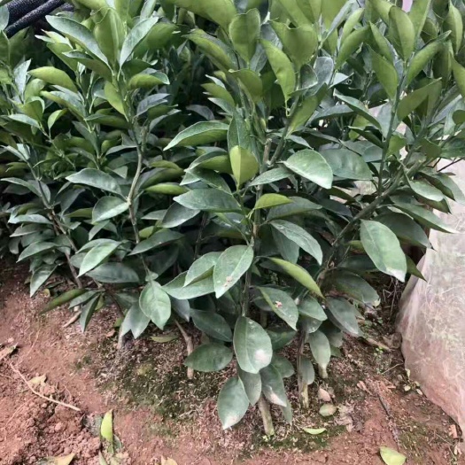 上犹县华盛顿脐橙苗 嫁接苗 0.5米以下 