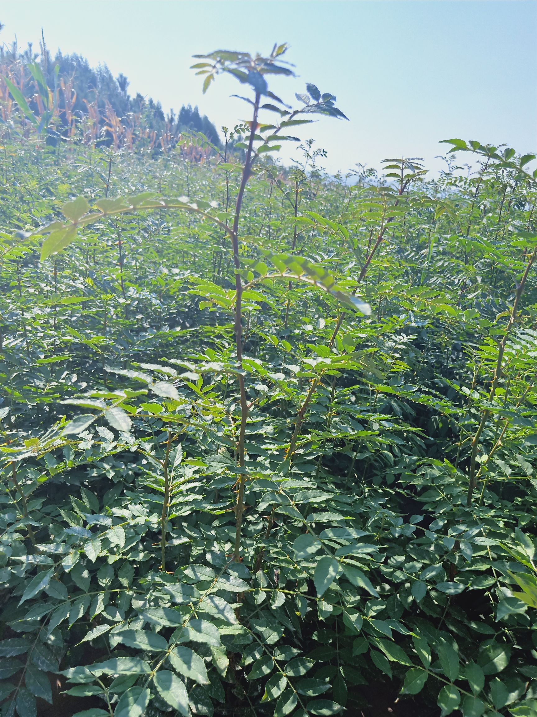 一年花椒苗，無刺花椒苗，大紅袍花椒苗