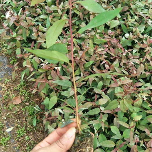 南宁桉树苗  ，品种有29.26.K3