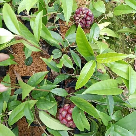 南宁粉红黑老虎苗 