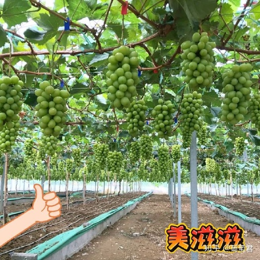 长兴县果园 转让 10~20年 50亩以下 
