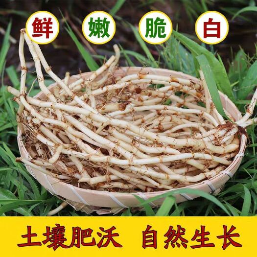 贵阳鱼腥草根 