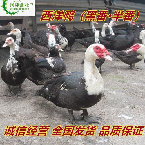 东兴市西洋鸭苗 