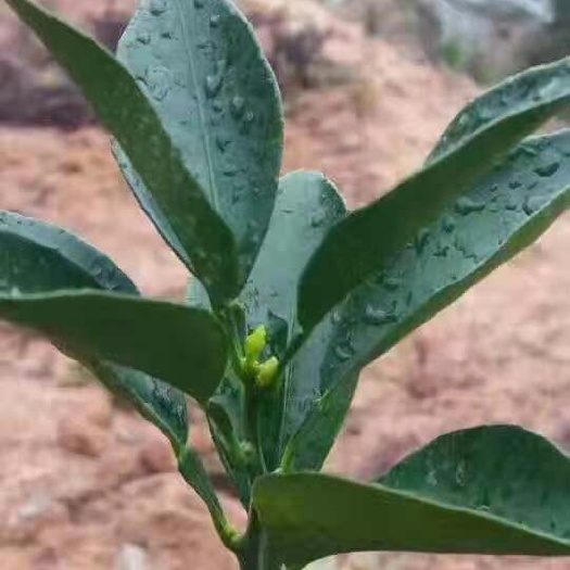 奉节脐橙苗  嫁接苗 0.5~1米 赣南纽荷尔脐橙苗