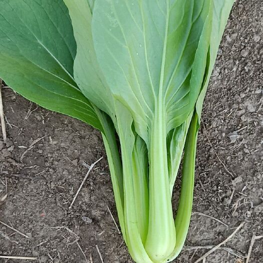 精品 小油菜 上海青 油菜商超直供品质保证可基地看货质量保证