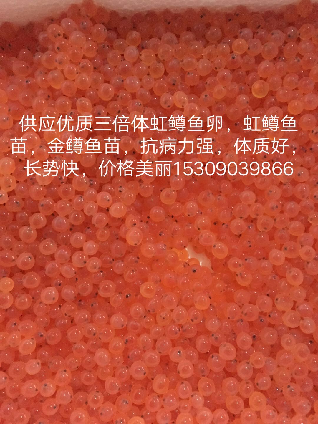 供应三倍体虹鳟鱼卵、虹鳟鱼苗