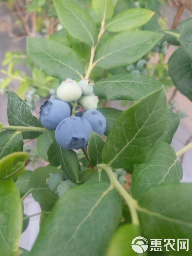 蓝丰蓝莓 10 - 12mm以上 鲜果 