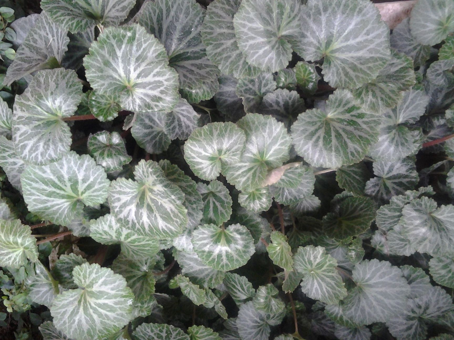 虎耳草 室内盆栽，易养活