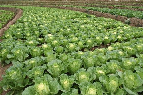 石家庄小娃娃菜 5~7两以上 