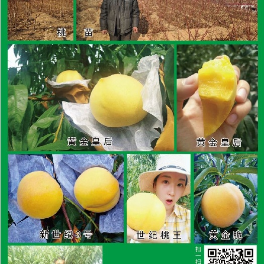 沂源县金皇后桃树苗 1~1.5米 