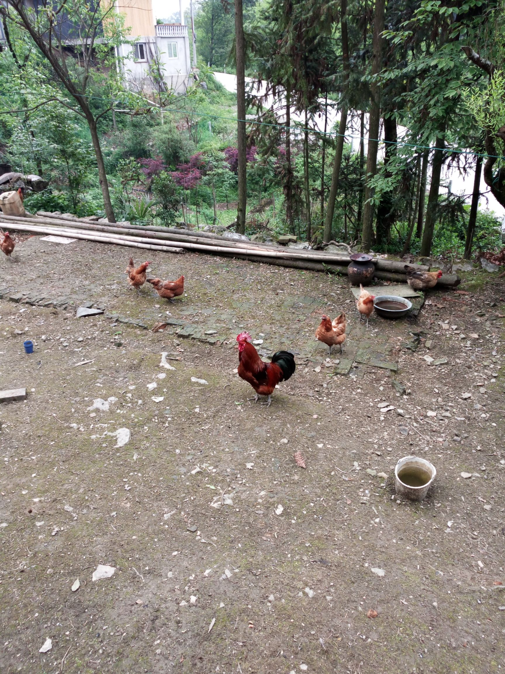 土鸡 3-4斤 统货，传统孵化方式，保持传统养殖方式，散养