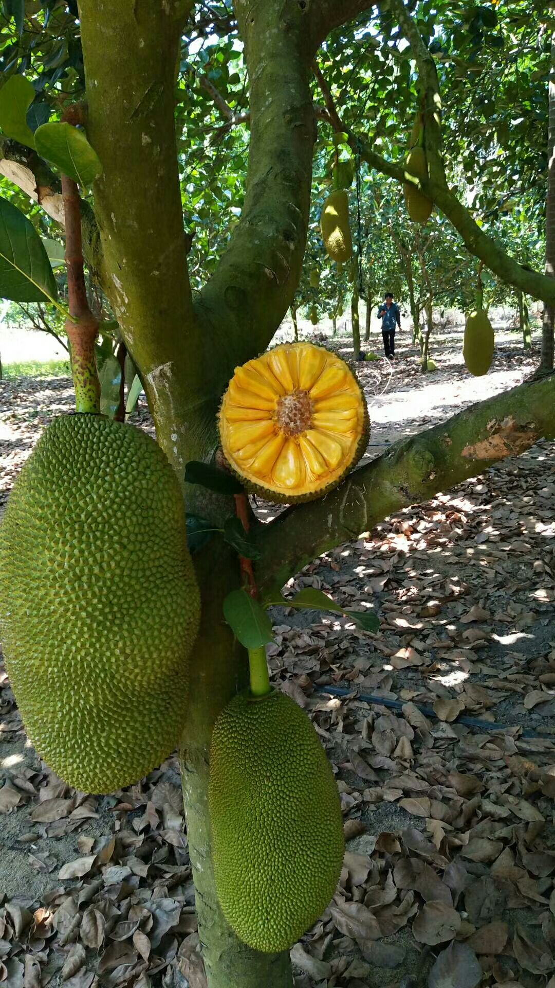 海南菠萝蜜马来西亚一号