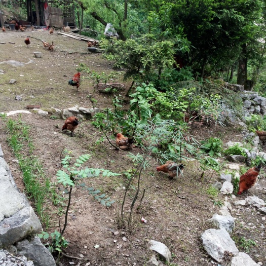江油市土鸡 3-4斤 统货，传统孵化方式，保持传统养殖方式，散养