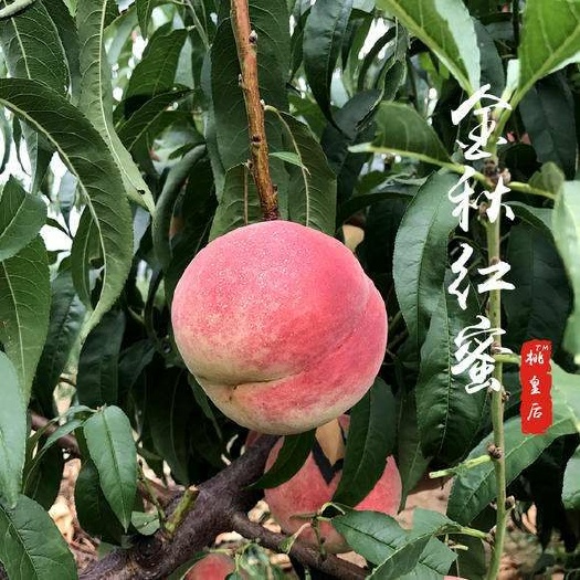 平邑县金秋红蜜桃苗 0.5~1米 