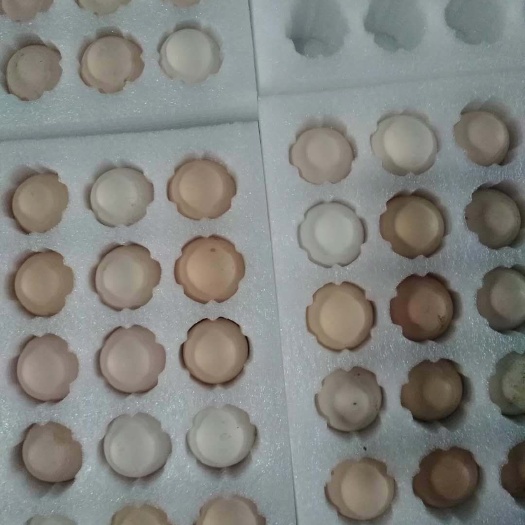 泊头市土鸡种蛋 箱装 孵化