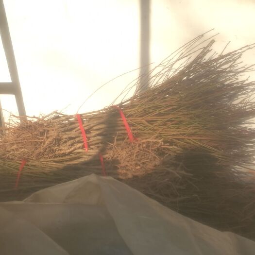 砀山县毛桃苗 0.5~1米 锦绣黄桃苗
