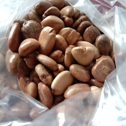龙胜县黑老虎种子 发芽率98%