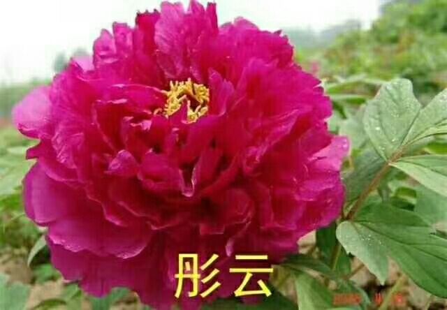 菏泽 牡丹苗