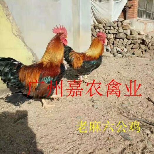 广州麻鸡苗 