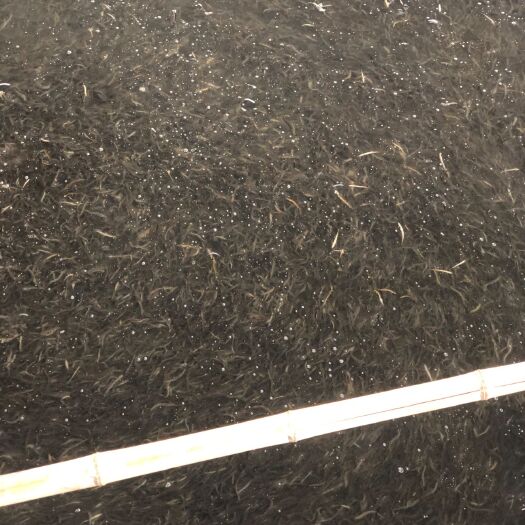 沭阳县泥鳅苗 
